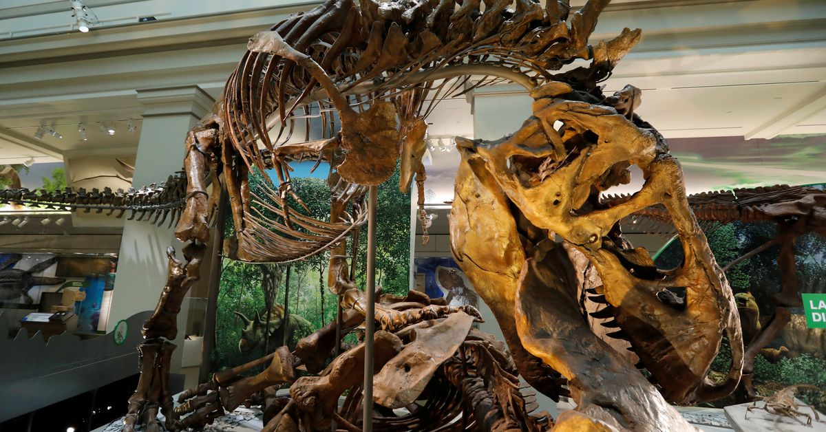 Scientists suggest that Tyrannosaurus had three species, not just 'Rex'