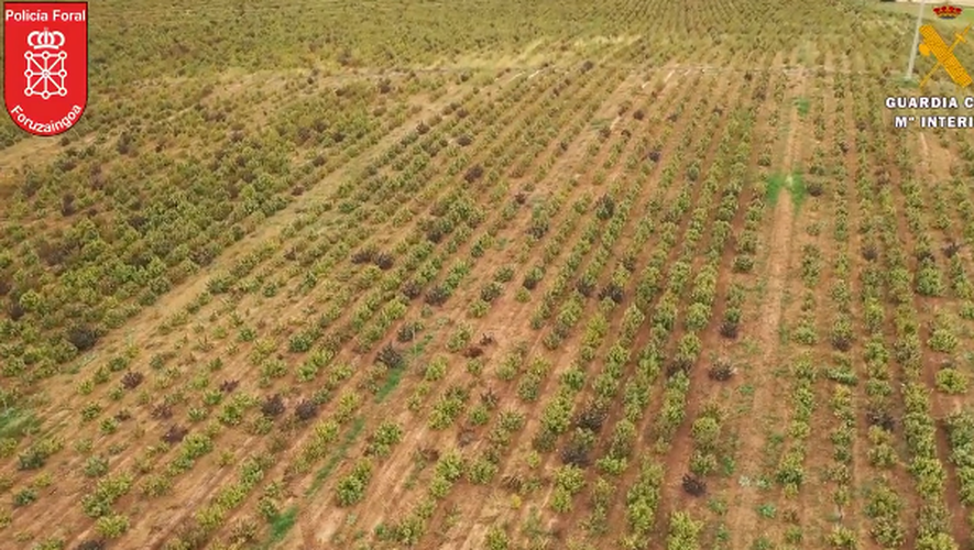 Spain: covering an area of ​​more than 67 hectares, the largest cannabis plantation in Europe was dismantled