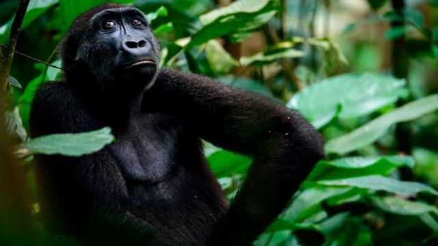 Western lowland gorilla (Gorilla gorilla) in the Marantaceae Forest, Odzala-Kokoua National Park, Cuvette-Ouest Region, Republic of the Congo