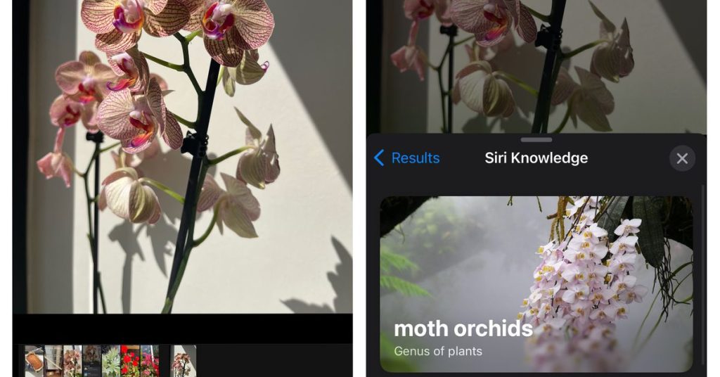 Today I learned that you can learn about plants and flowers using just your iPhone camera