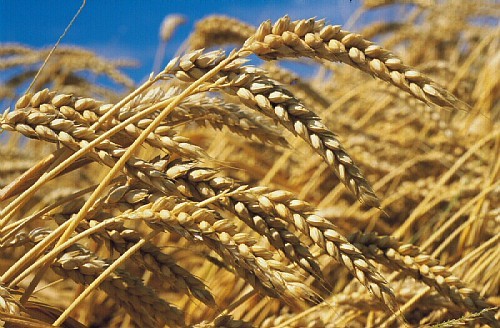 Morocco imports Brazilian wheat to compensate for imports from Ukraine