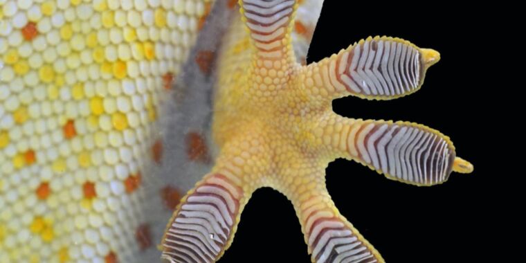 Scientists are gaining a new idea of ​​the secret of how sticky gecko feet remain