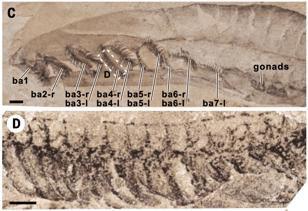 Ignore the nomenclature - the level of detail in the new imaging helps us understand the structure of features resembling gill arches.