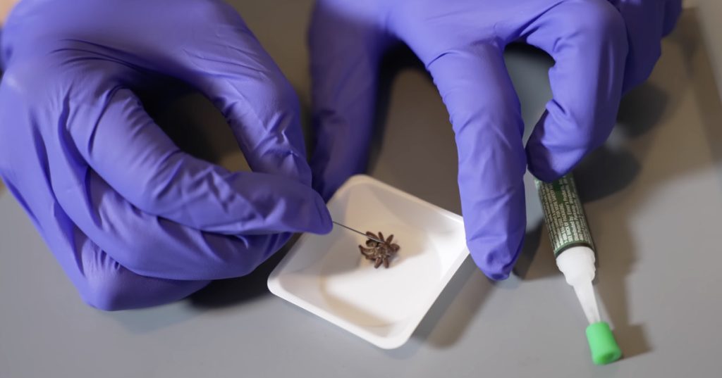 Scientists resurrect dead spiders as clawed robots