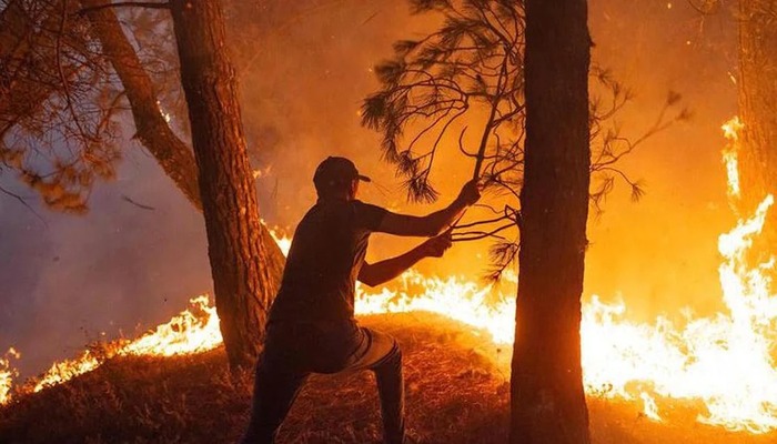 Forest fires in Algeria: at least 43 dead in new report