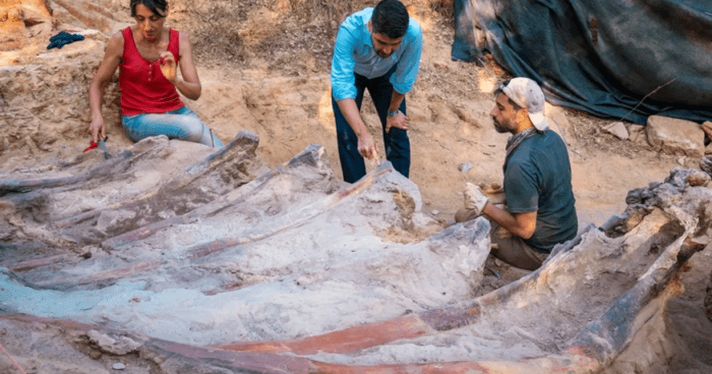 A 82-foot-long dinosaur skeleton was found in the backyard of a man in Portugal.  It could be the largest ever in Europe.