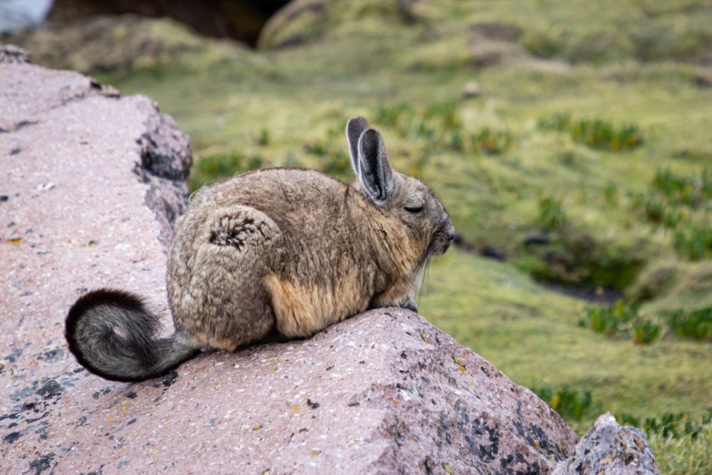 Meet viscacha, a wonderful creature so cute that it almost doesn't look real